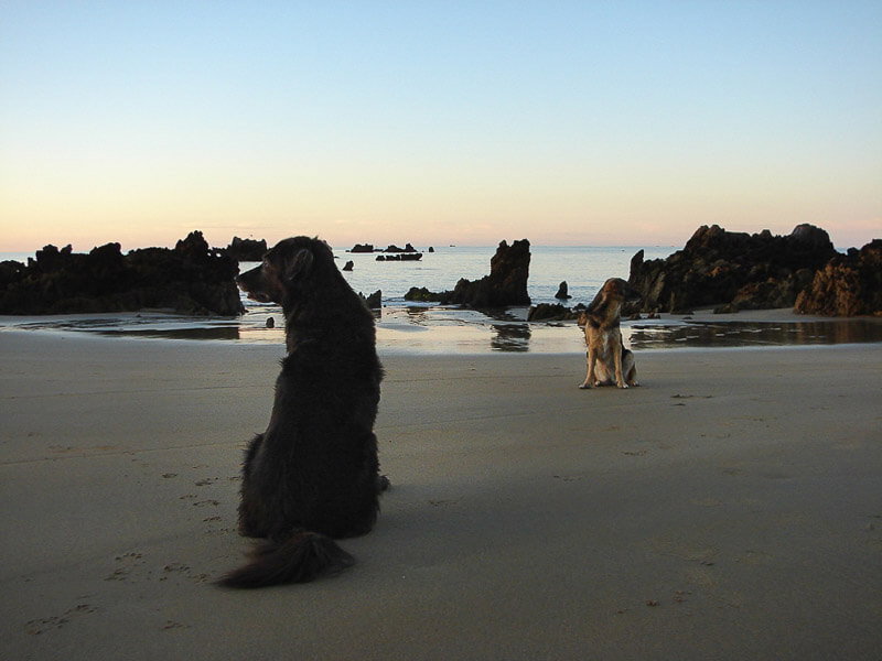 Sonnenuntergang mit Hund am Strand