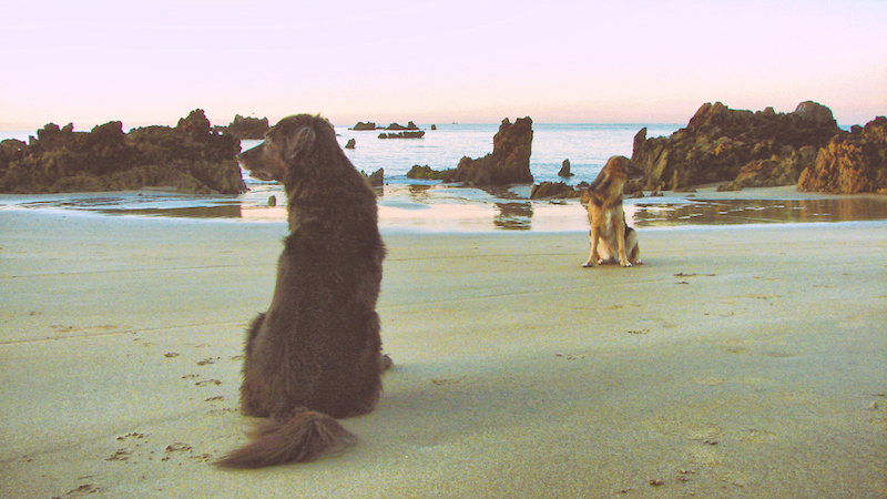 Reisen und Campen in Spanien mit Hund