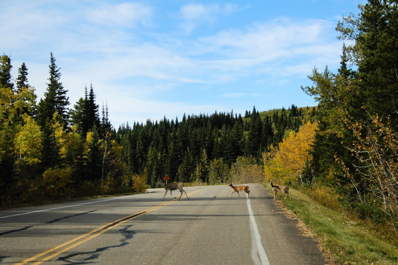 Wildlife on the road