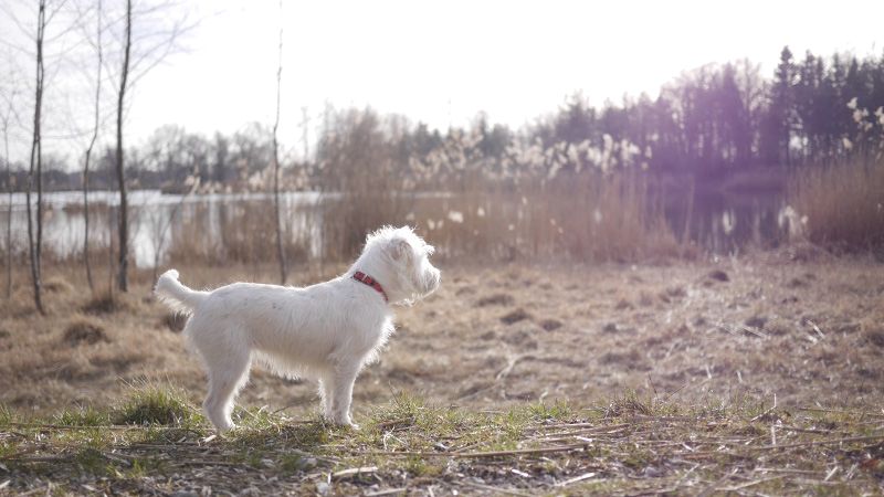 Reisen mit Hund und Katze: Erste-Hilfe-Tipps für Verletzungen, Durchfall & Co.