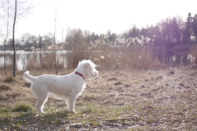 Reisen mit Hund und Katze: Erste-Hilfe-Tipps für Verletzungen, Durchfall & Co.