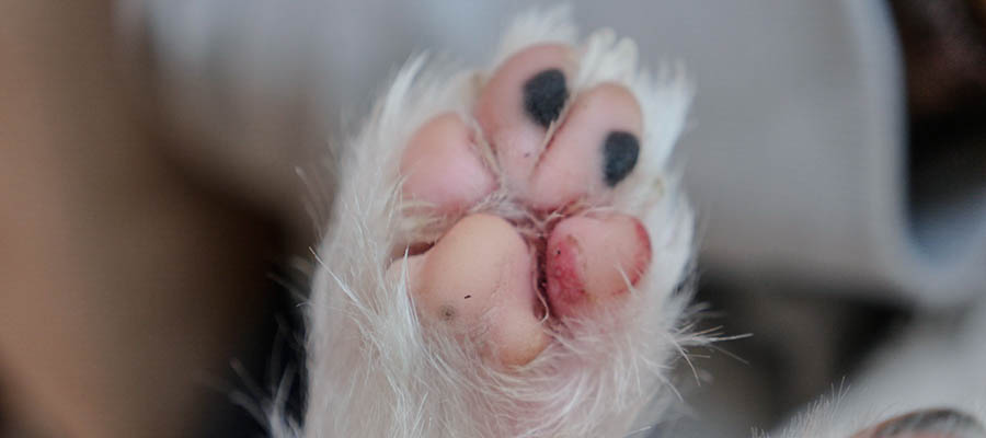 Hund Katze Pfotenverletzung Erste Hilfe