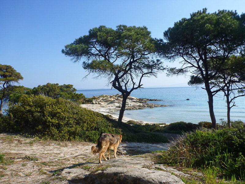 Der Weg zum Karidi Beach, Chalkidiki