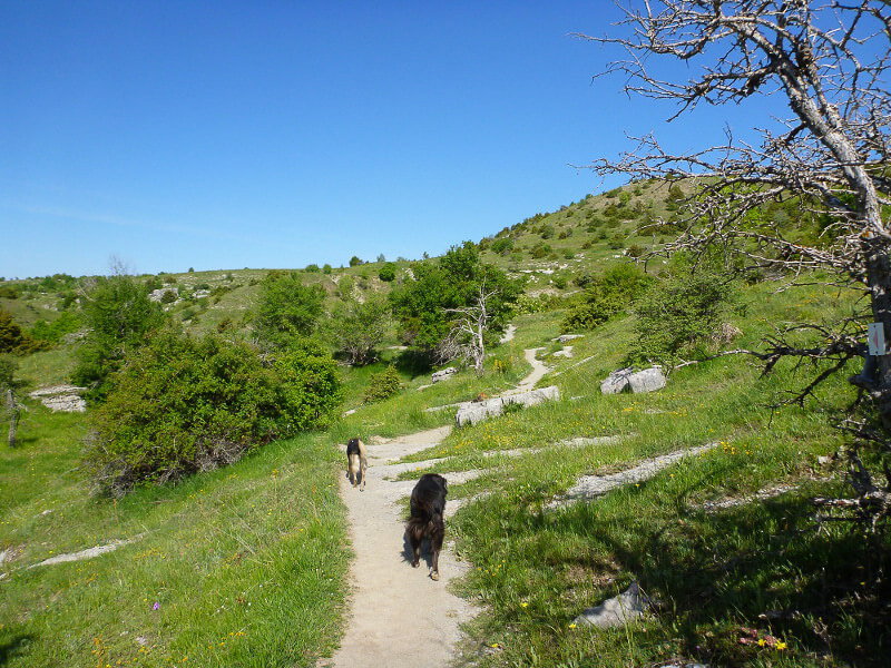 Wandern mit Hunden in Griechenland