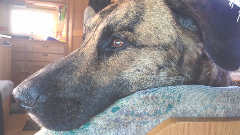 Hund im Wohnmobil und Wohnwagen transportieren