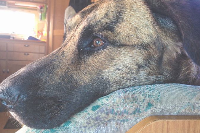 Hund im Wohnmobil und Wohnwagen transportieren