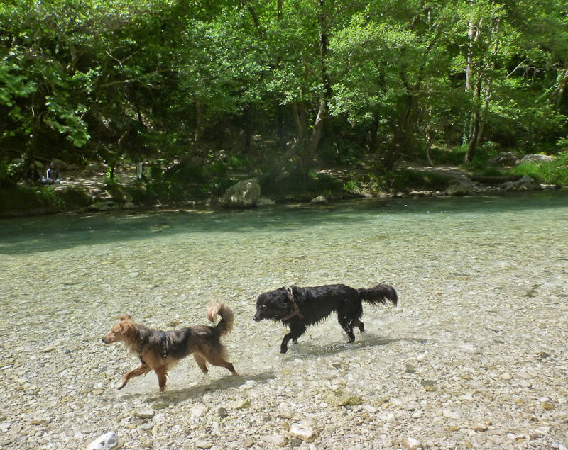 Flusswandern mit Hunden im Acheron, Griechenland
