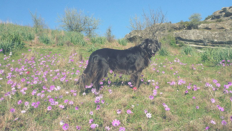 Reisen und Campen mit Hund in Griechenland
