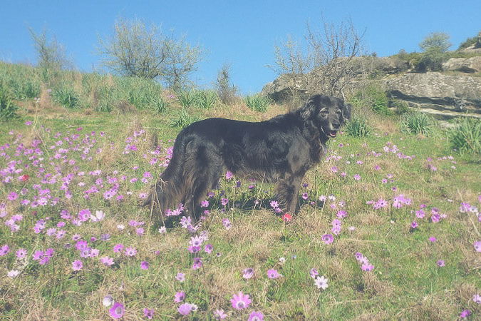 Reisen und Campen mit Hund in Griechenland