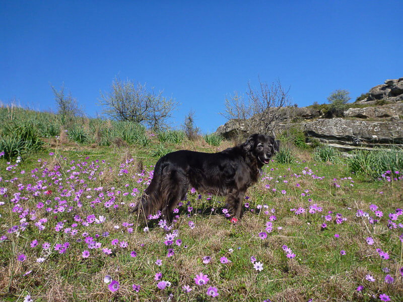 Ein Hund auf einer Blumenwiese in Griechenland