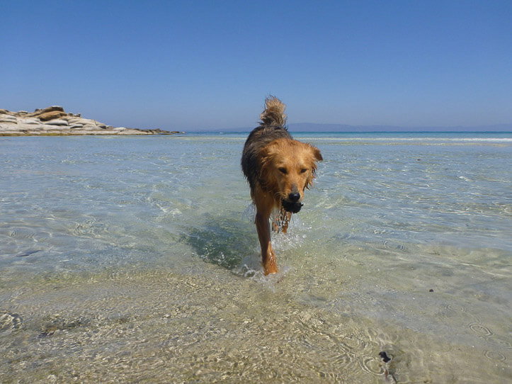 Der Hund spielt im Meer in Griechenland