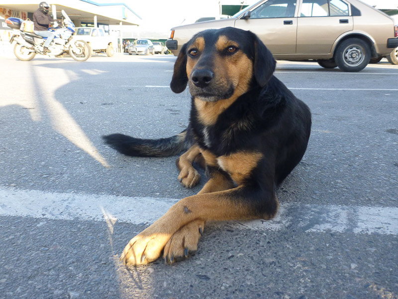 Ein Straßenhund in Griechenland