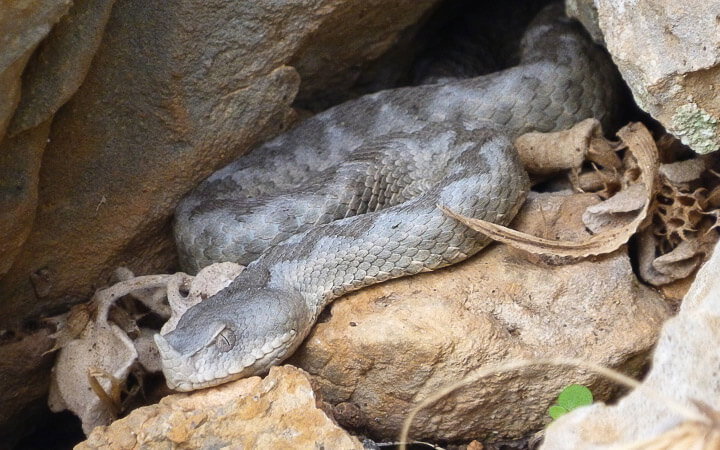 Eine Hornviper
