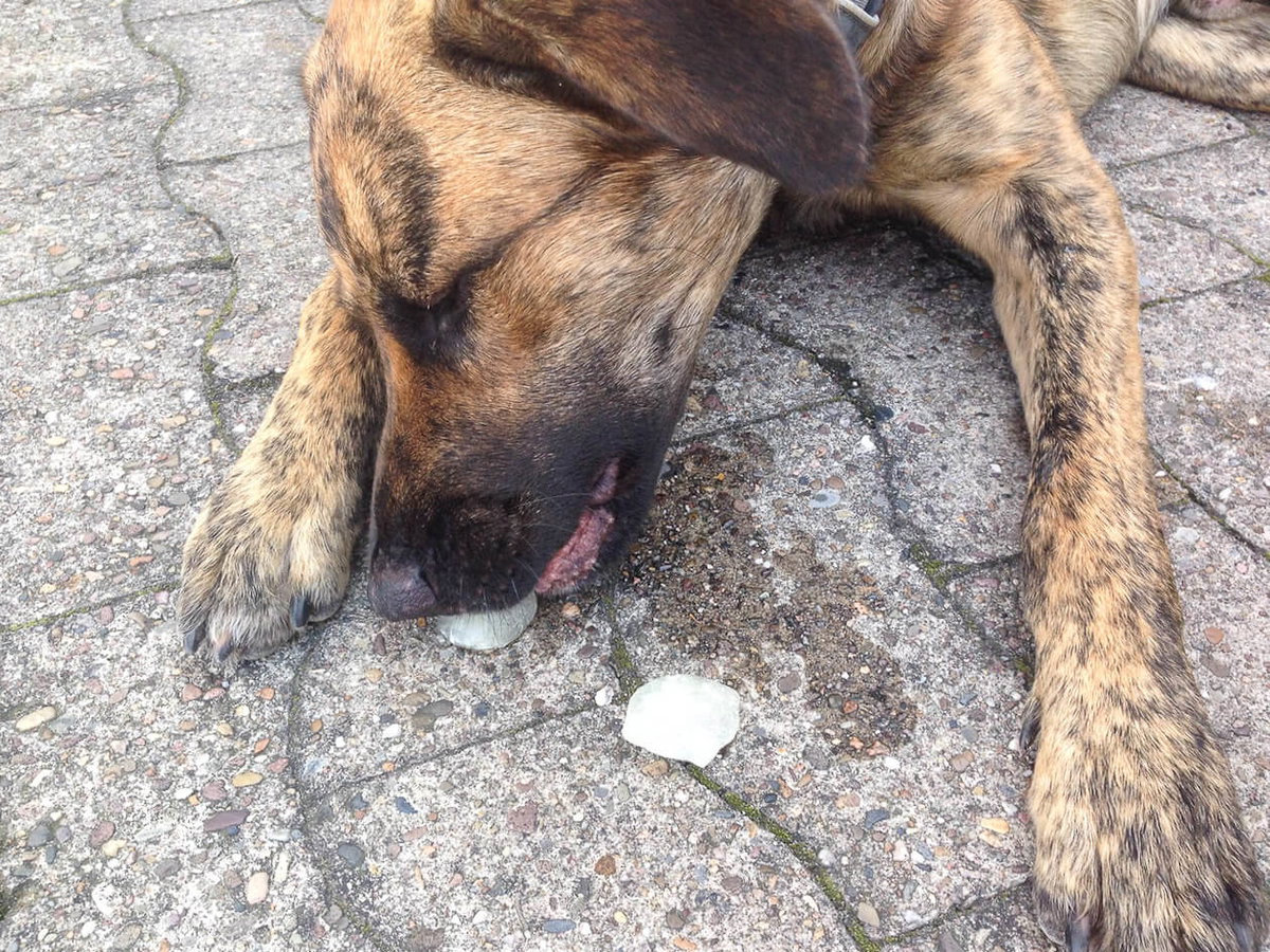 Hund schleckt Eiswürfel im Sommer