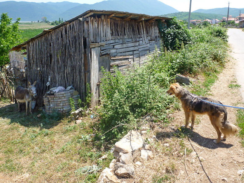 Ein Hund und ein Esel in Albanien