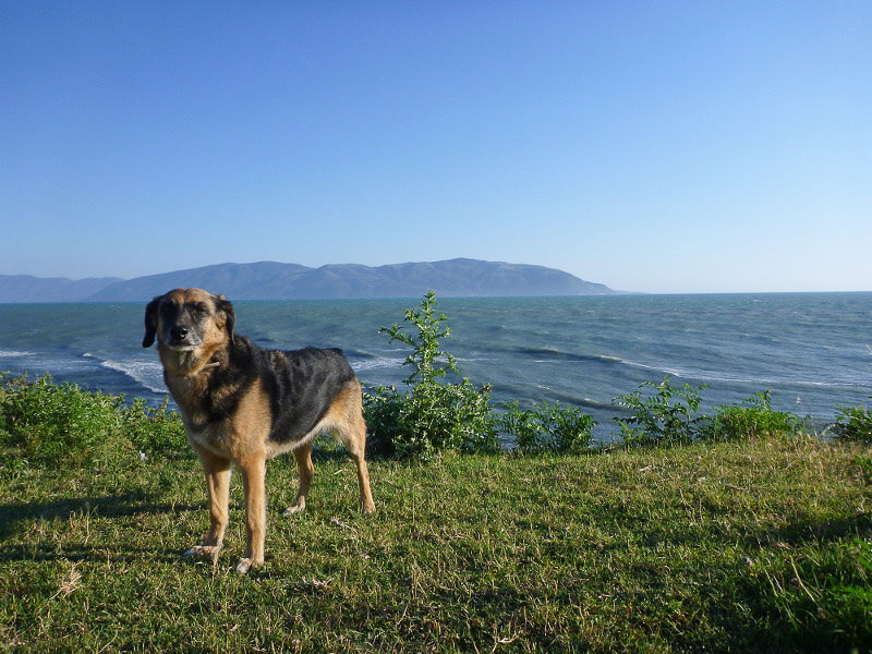 Ein Hund am Meer in Albanien