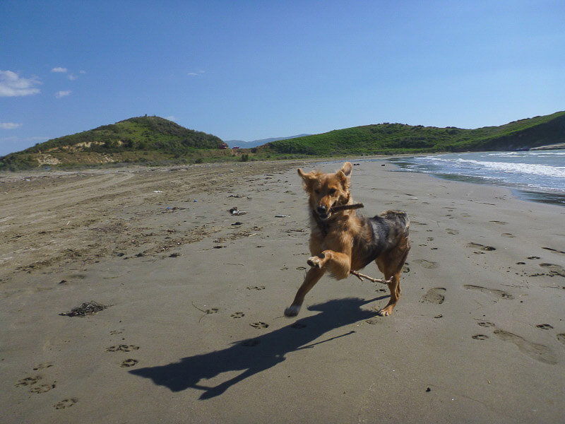 Ein Hund am Strand in Albanien