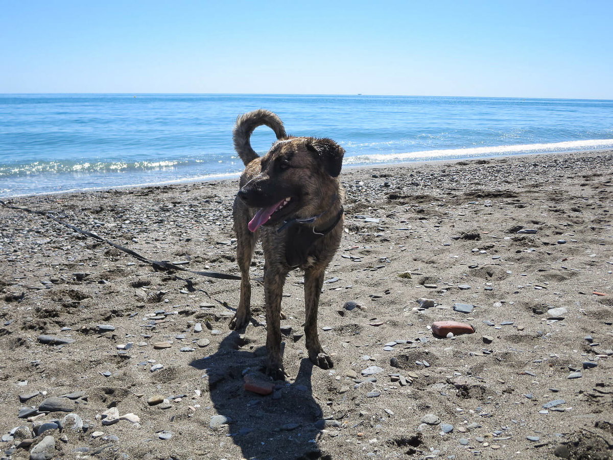 Ein nasser Hund im Sommer