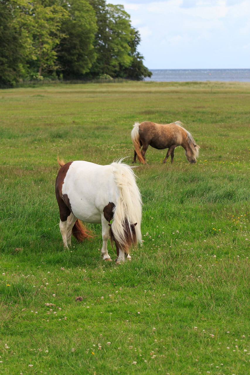 Ponys im Knuthenborg Safaripark