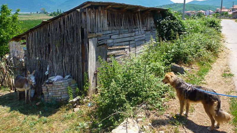 Campen und Reisen mit Hunden in Albanien