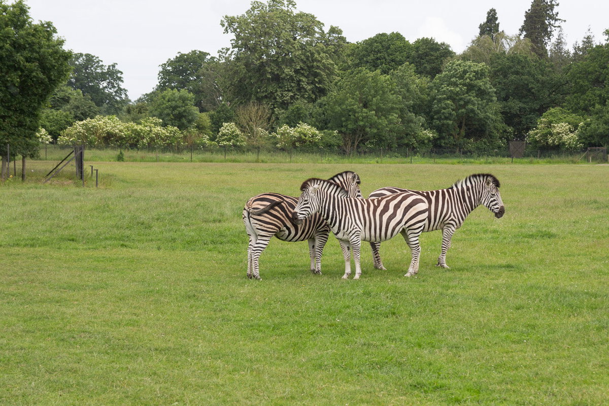 Zebras im Safaripark in Dänemark