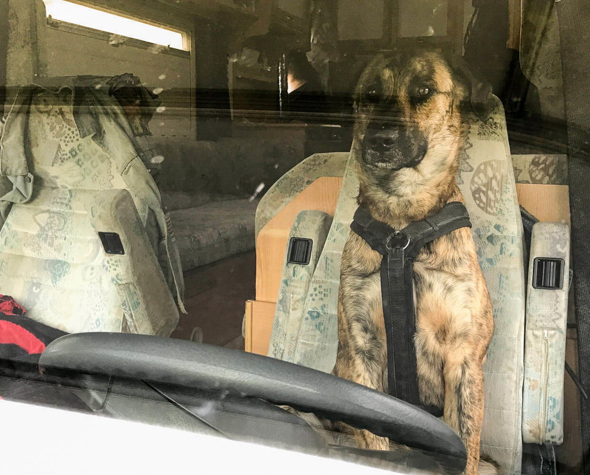 Hund im gemieteten Fahrzeug
