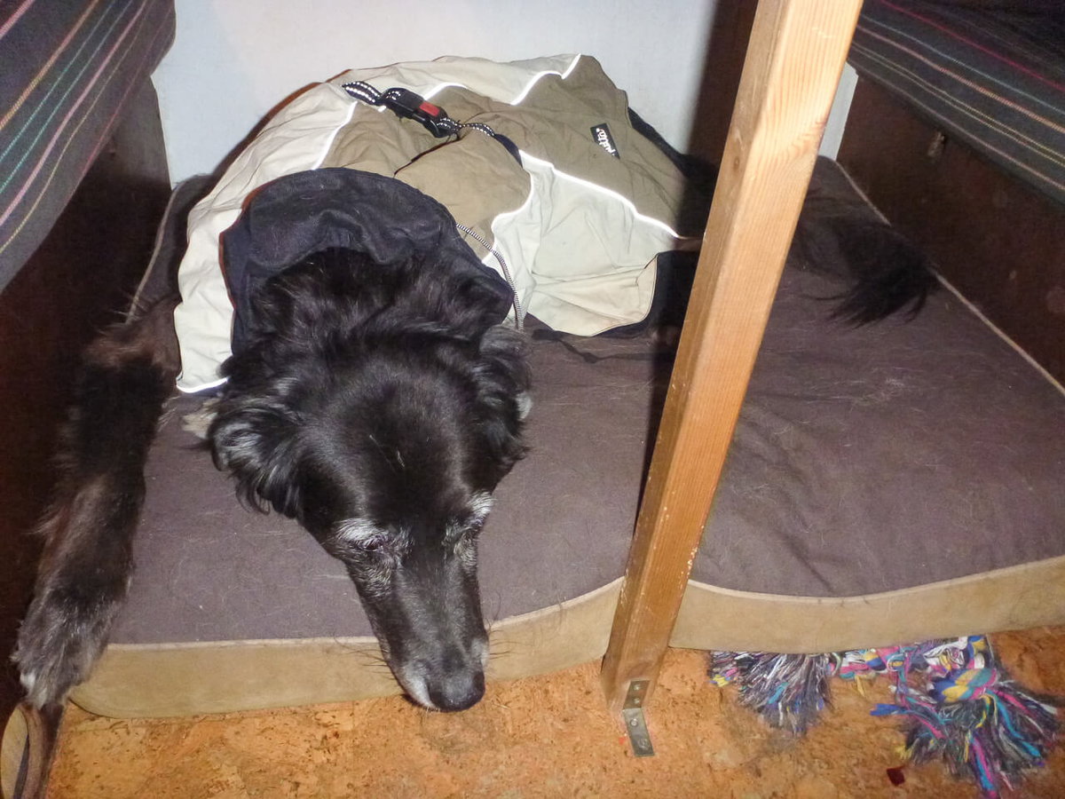 Funktionskleidung für Hunde - Hundemantel