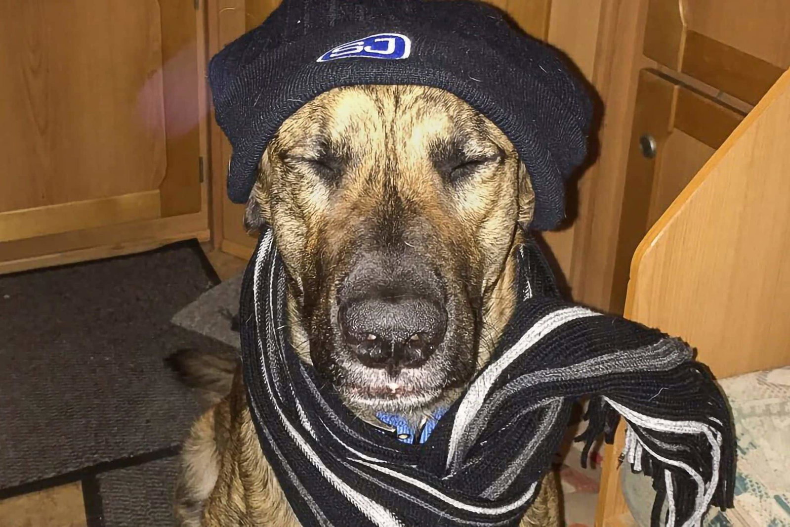 Mangelnde Isolation im Camper und die Gefahr für deinen Hund