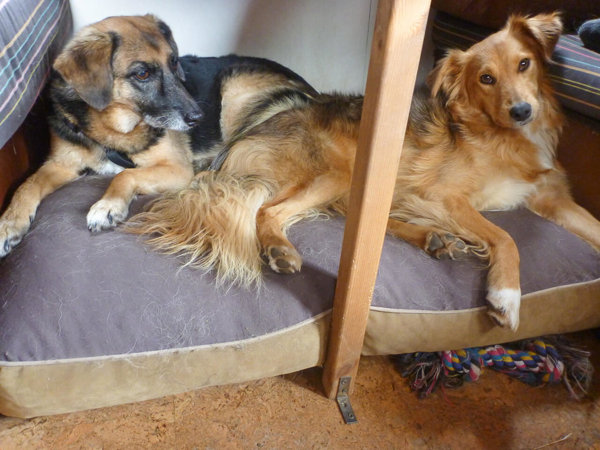 Kälteschutz für Hunde im Wohnmobil