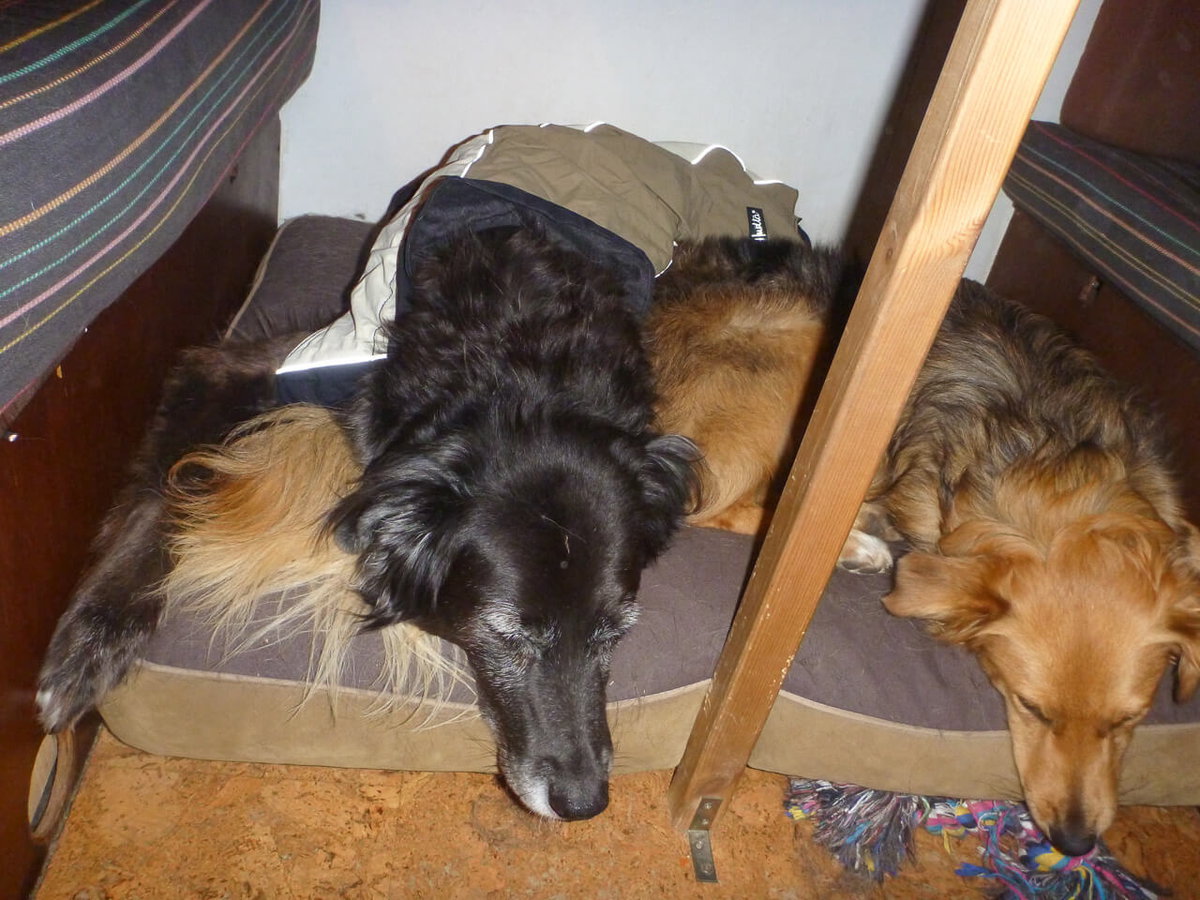 Ein Kissen als Kälteschutz für Hunde im Camper