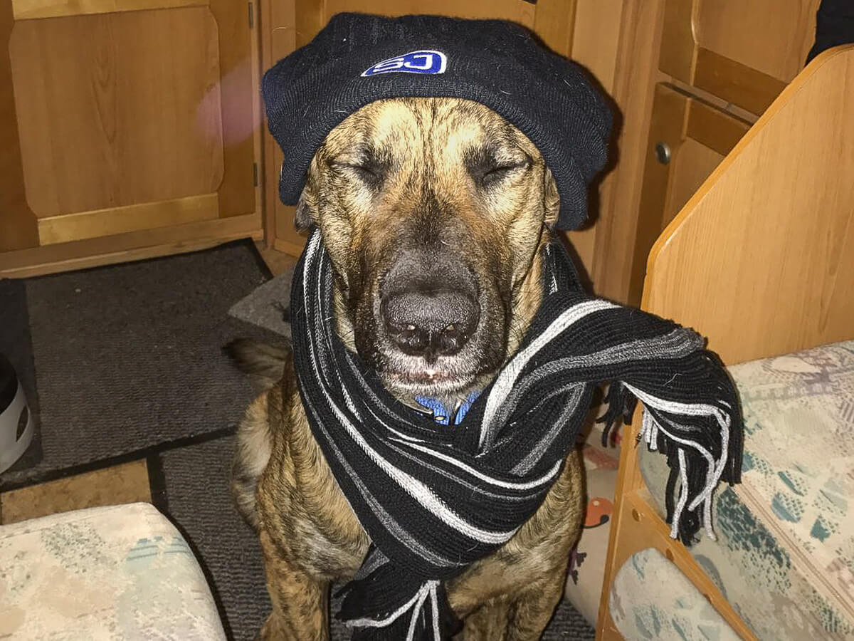 Hund warm eingepackt im Camper