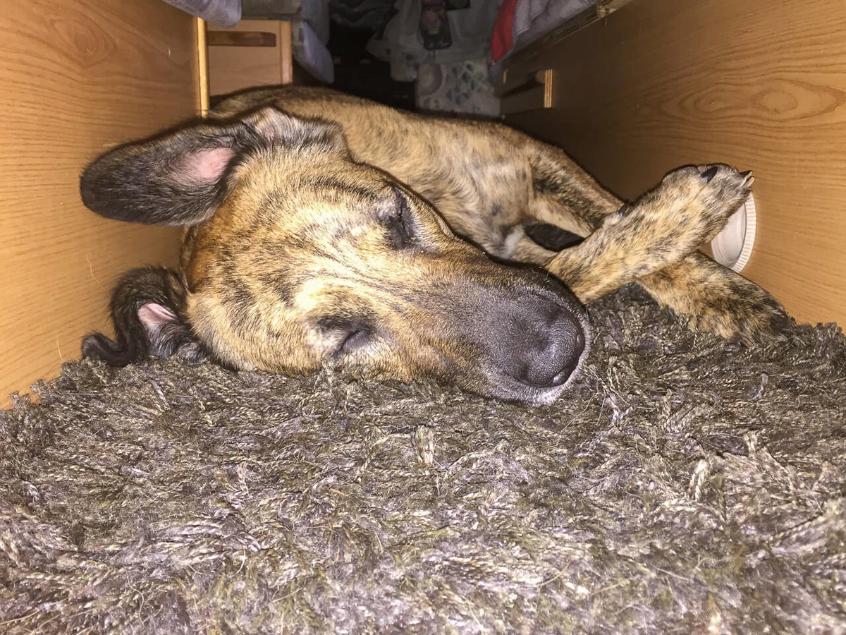 Kalter Fußboden im Camper für den Hund abdecken