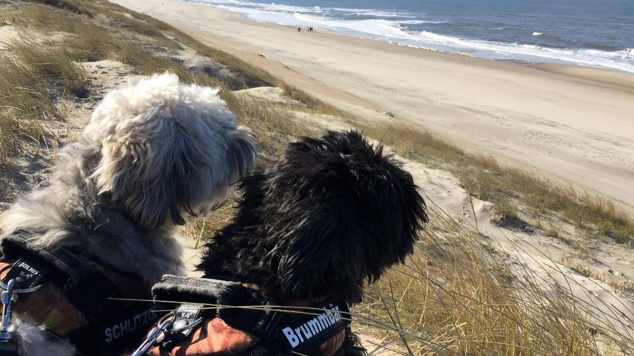 Reisen mit Hund in Dänemark