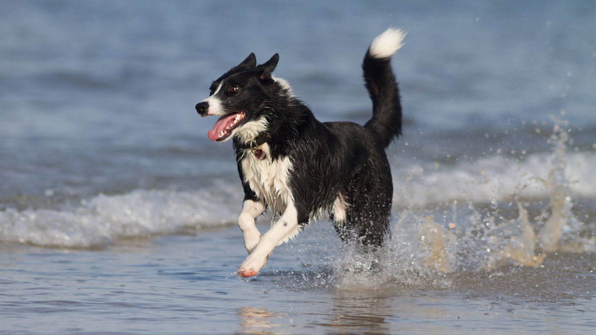 Ein Hund in Frankreich am Strand