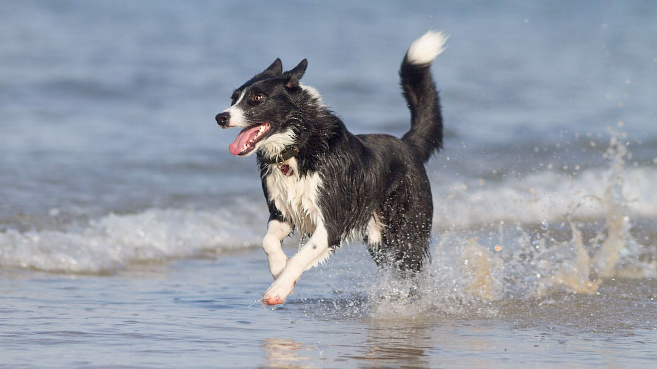 Reisen und Camping mit Hund in Frankreich: Das solltest du wissen!