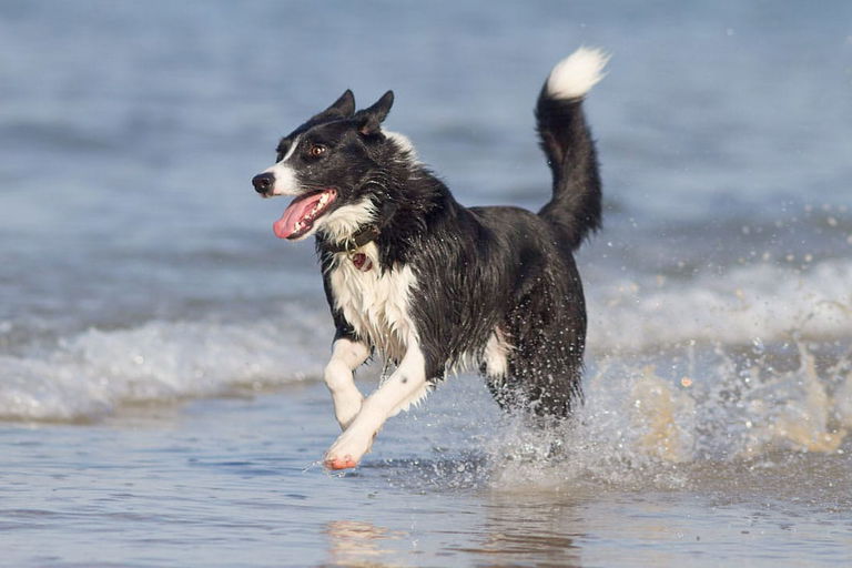 Reisen und Camping mit Hund in Frankreich: Das solltest du wissen!
