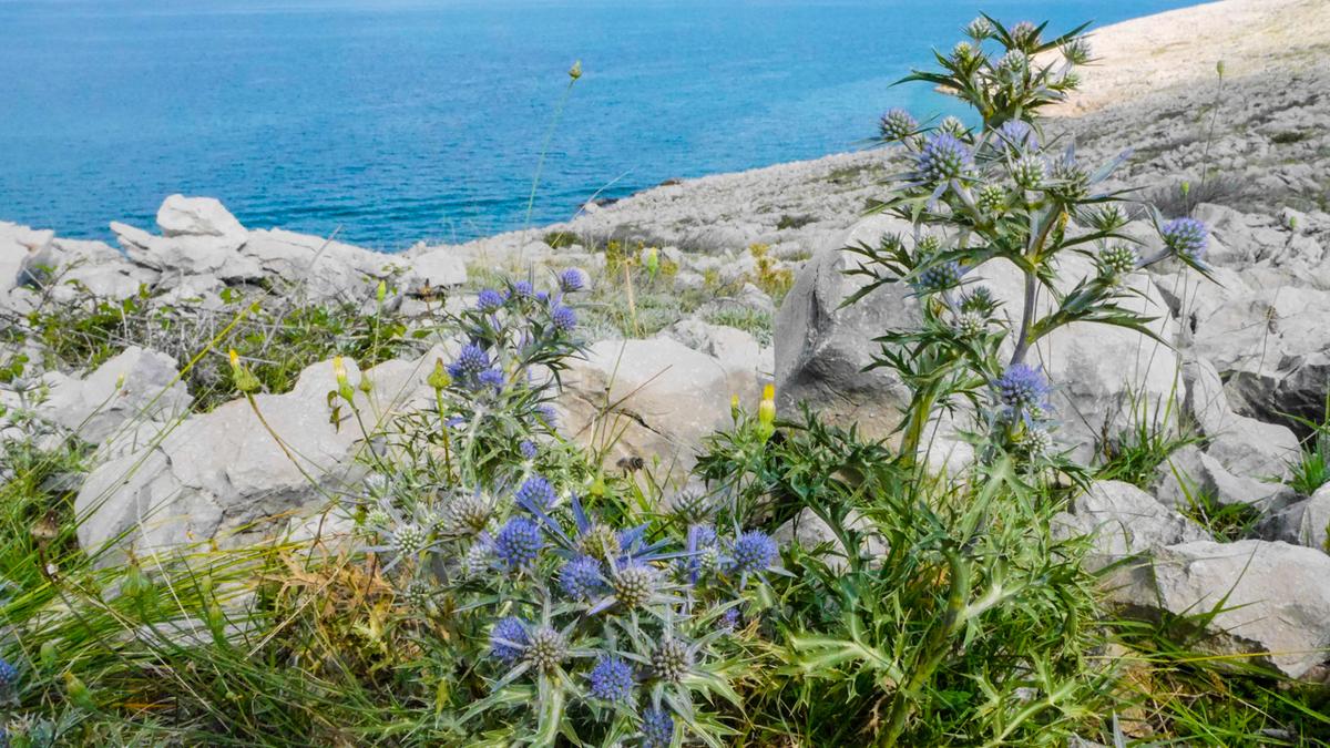 Bluehende Blumen an der Kueste von Krk, einem beliebten Reiseziel fuer das Fruehjahr