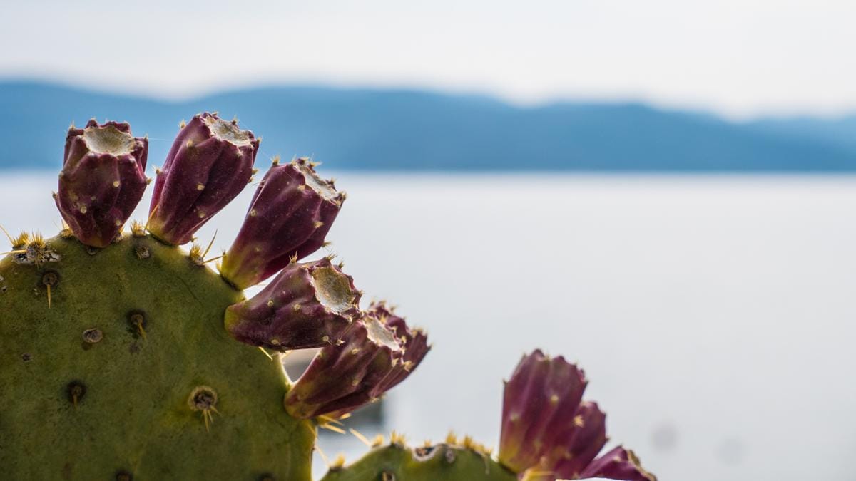 Ein Kaktus in Cres. Kroatien ist ein schoenes Fruehlingsreiseziel.