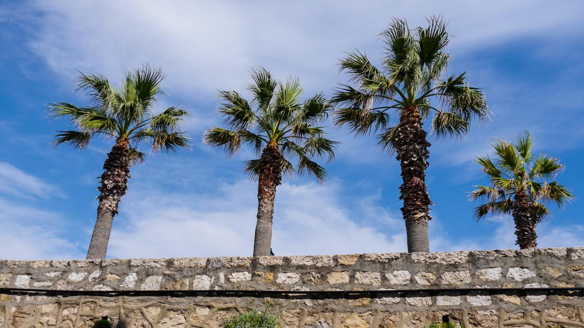 Palmen an der Cote d Azur im Suden Frankreichs, einem beliebten Reiseziel fuer den Fruehling