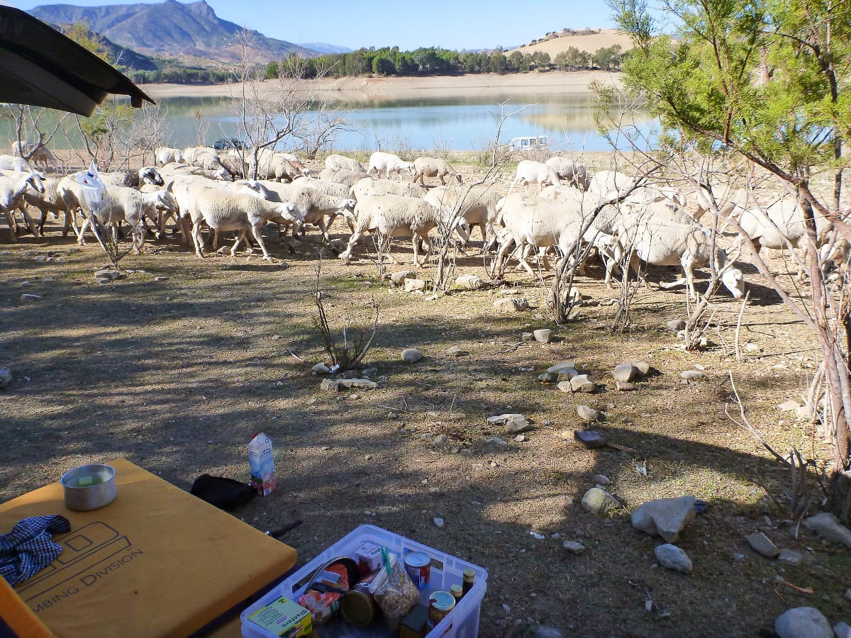 Tierbegegnungen mit Schafen beim Wildcamping in Spanien
