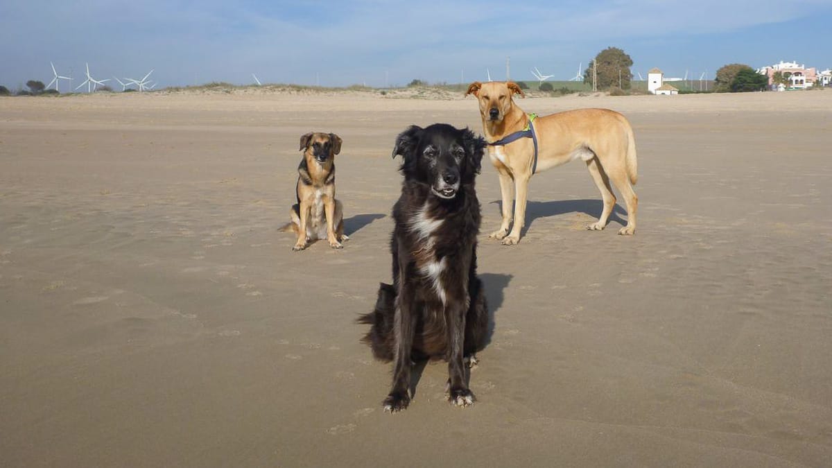 Hundestrände in Spanien - Entspannt baden mit dem Vierbeiner