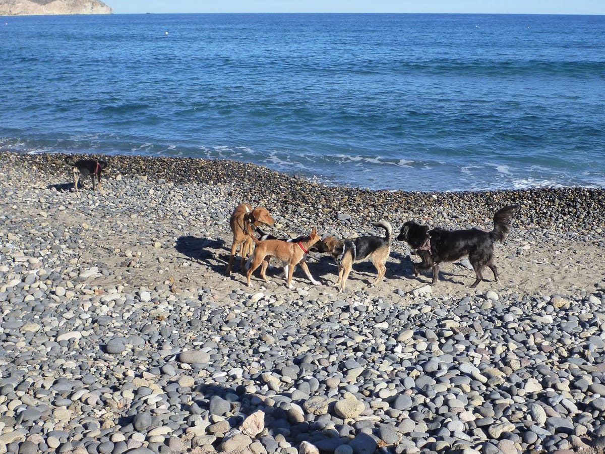 Vier Hunde tollen vergnuegt am Hundestrand in Spanien