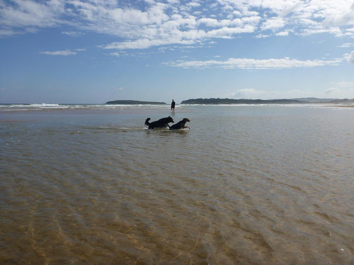 Hunde planschen im Meer an einem der Hundestraende in Spanien