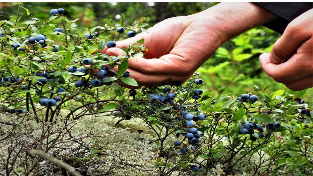 Eine Hand flueckt Beeren in Schweden