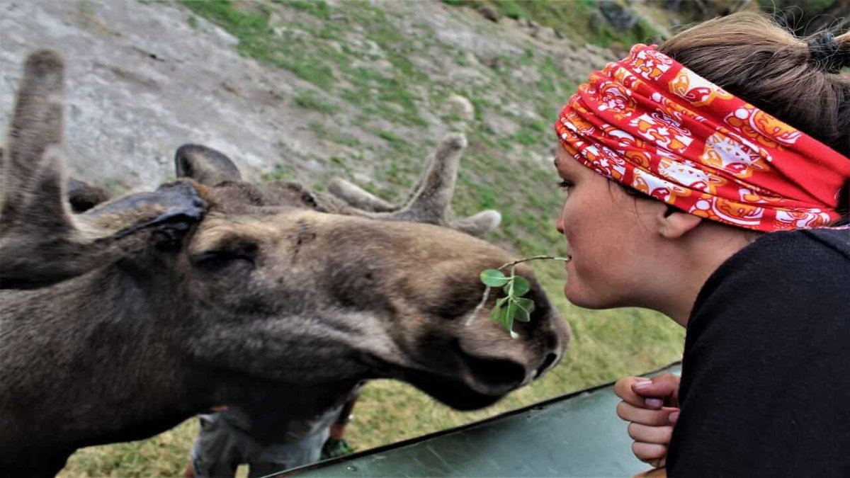Eine Frau trifft beim Wildcamping in Schweden auf einen Elch