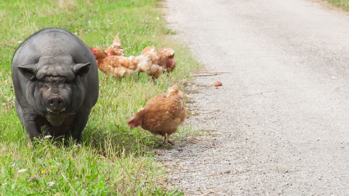 Auf Schweine und Hühner trifft man beim Camping in Frankreich auf dem Bauernhof