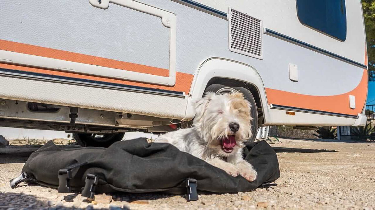 Ein Hund in seinem Reisebett beim Camping