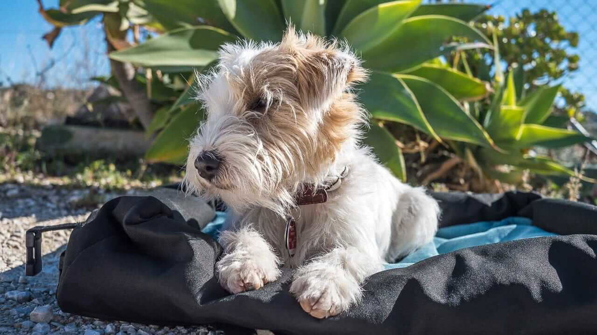 Ein kleiner Hund auf einem Reisebett beim Camping mit Hund