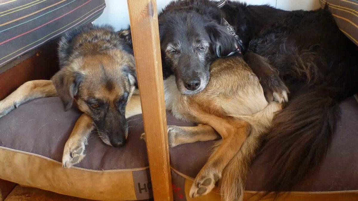 Zwei Hunde auf einer Liegeflaeche beim Camping