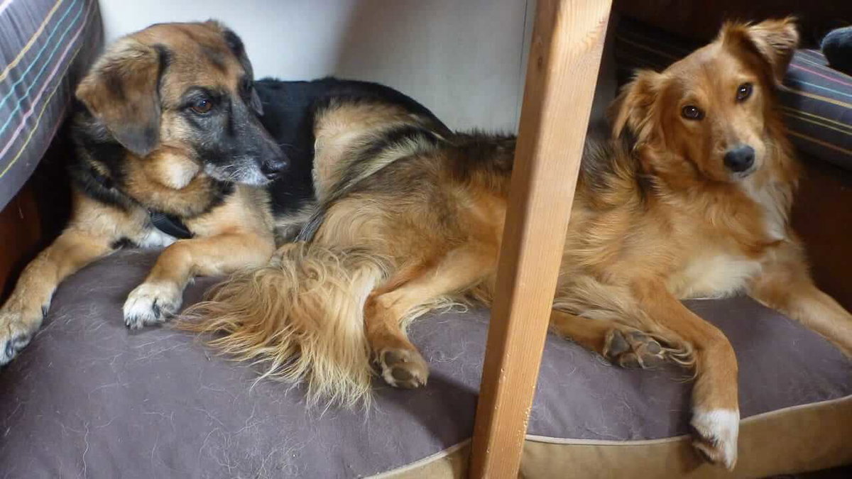 Zwei Hunde im Wohnmobil auf ihrem Liegeplatz